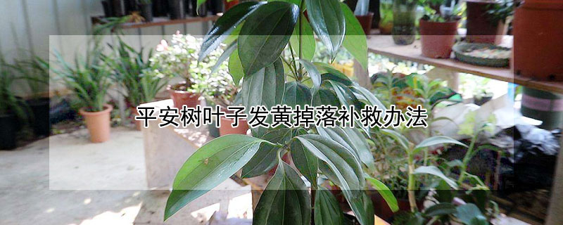 平安樹葉子發(fā)黃掉落補救辦法