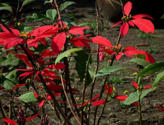 一品紅花語是什么，一品紅花語代表著我的心正在燃燒