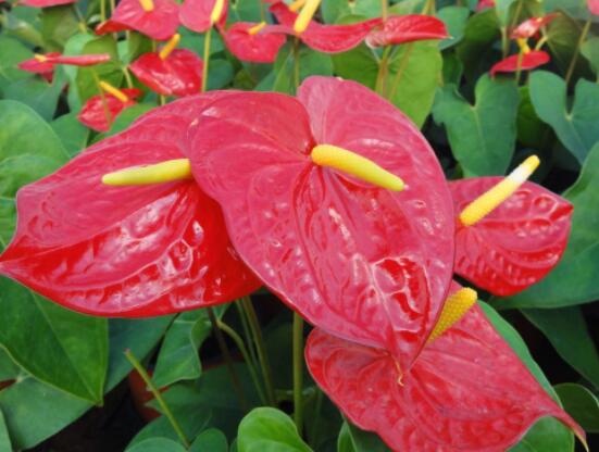 紅掌葉子發(fā)黃怎么補(bǔ)救，四種原因以及解決辦法