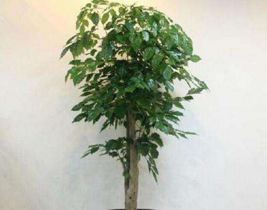 幸福樹(shù)有毒嗎，幸福樹(shù)放在客廳好嗎/無(wú)毒可以放
