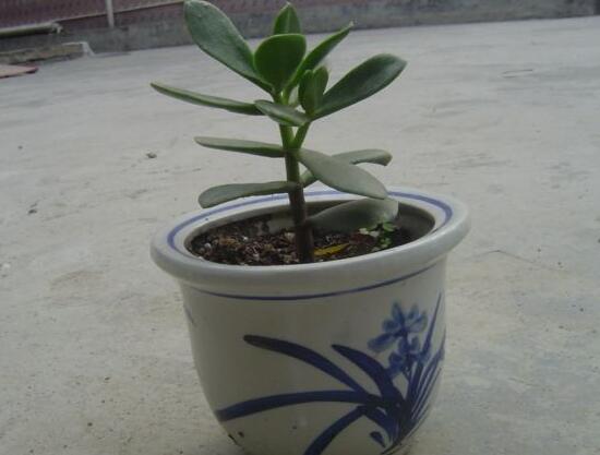 玉樹爛根了怎么辦該如何挽救，玉樹爛根后怎樣移栽