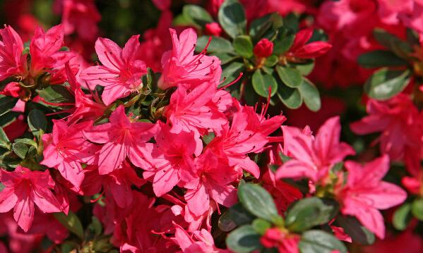 杜鵑花冬天掉葉子怎么辦，4種原因以及解決方法