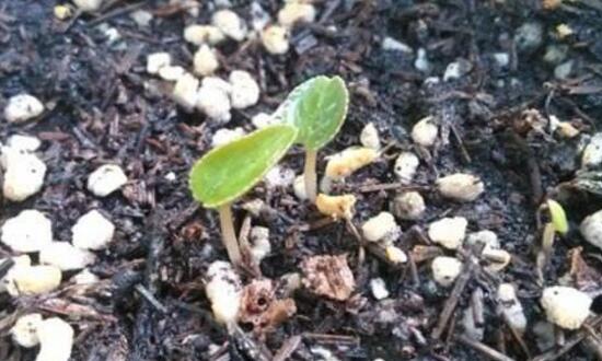 仙客來種子什么時候種，仙客來種子多久發(fā)芽