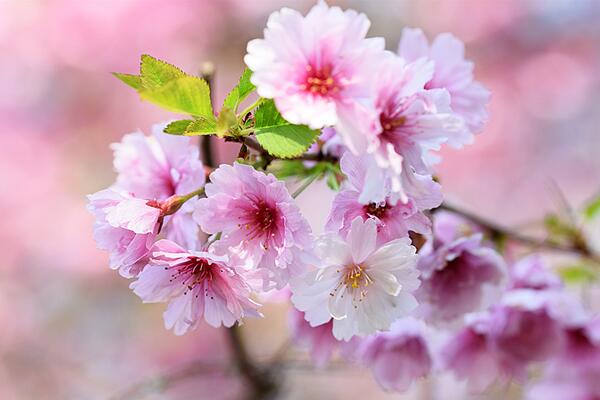 櫻花開花后怎么養(yǎng)護(hù)，及時修剪并補(bǔ)充養(yǎng)分