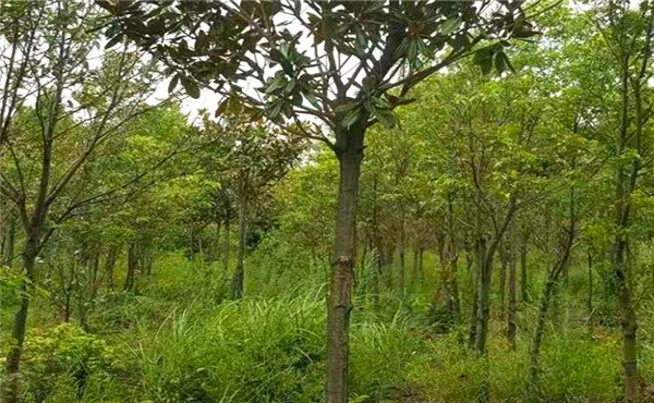 廣玉蘭樹(shù)苗價(jià)格_圖片__花語(yǔ)百科