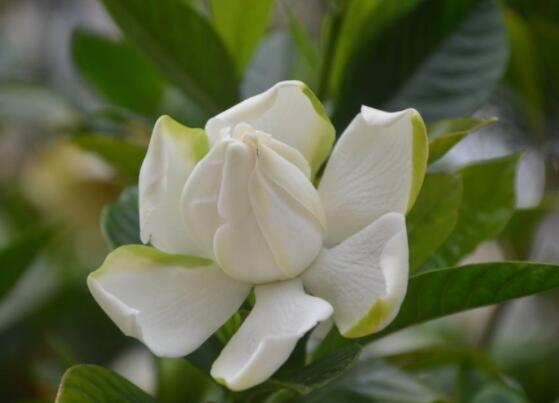 枙子花的花語是什么，代表著堅(jiān)強(qiáng)、永恒的愛、一生的守候