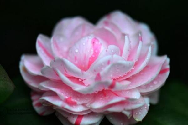 茶花怎么修剪養(yǎng)護