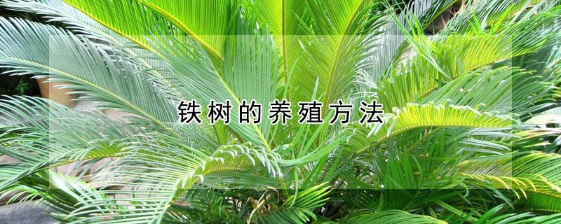 鐵樹(shù)的養(yǎng)殖方法