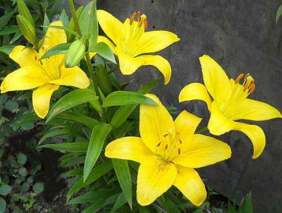 百合花為什么根爛，百合花爛根怎么辦/修根重新栽培