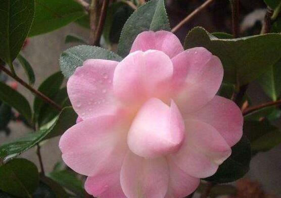 四季茶花的養(yǎng)殖方法和注意事項(xiàng)，老農(nóng)總結(jié)八大基本方法