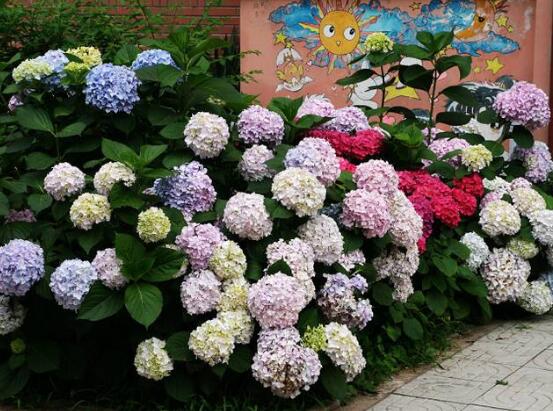繡球花只長(zhǎng)葉子不開(kāi)花，做好四點(diǎn)解決辦法便花開(kāi)爆盆