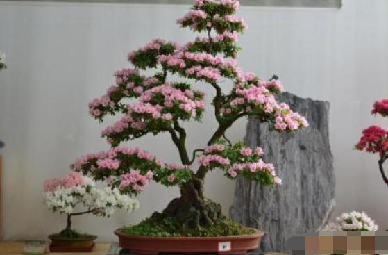 好看的杜鵑花盆景圖片欣賞，花色艷麗、幸福安康