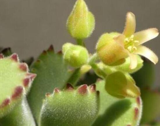 熊童子多久開花，每年7-9月間含苞盛放(夏末秋初)