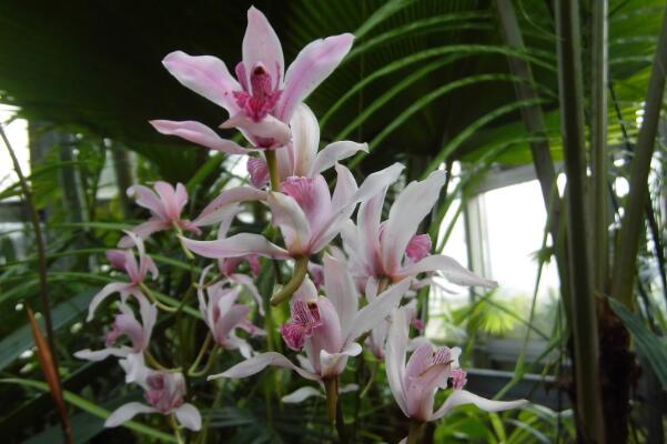 蘭花什么時候施肥，蘭花施肥可分為5個階段