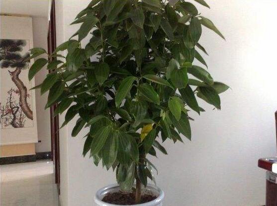 平安樹圖片，平安樹開花圖片