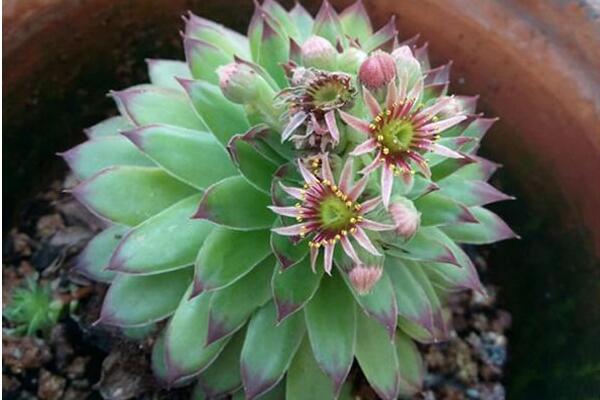 寶石花和觀音蓮的區(qū)別，詳細(xì)介紹葉子和花朵的不同