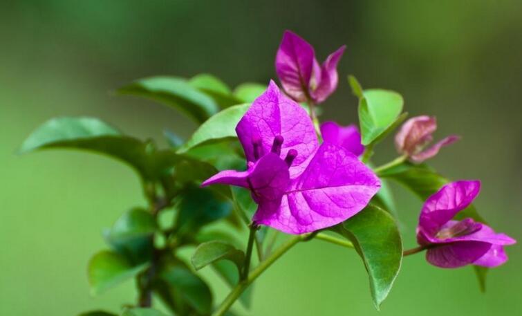 三角梅一年開幾次花，養(yǎng)護(hù)得當(dāng)整年開花