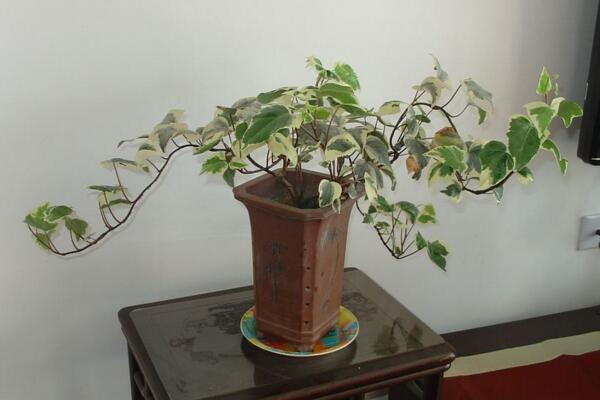 常春藤的擺放風(fēng)水，5個(gè)方面的擺放風(fēng)水