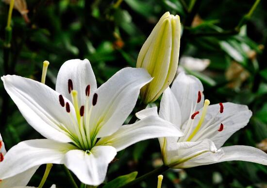 百合花怎么養(yǎng)，百合花的養(yǎng)殖方法和注意事項(xiàng)