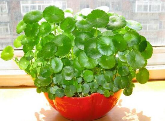 銅錢草怎么養(yǎng)比較茂盛，銅錢草的養(yǎng)殖方法
