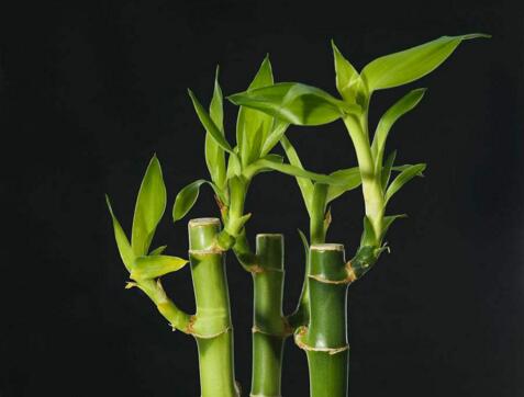 富貴竹的水培方法,水質(zhì)要求特別高