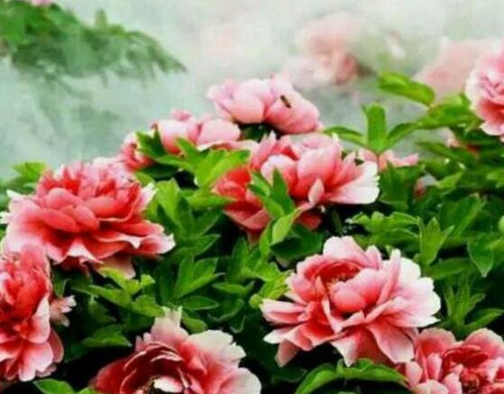 牡丹花怎么澆水，牡丹花澆水方法