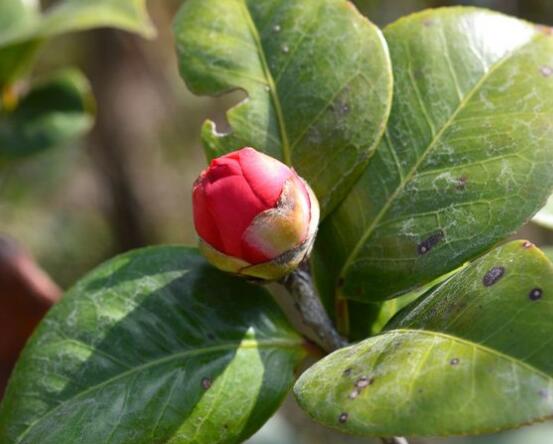 茶花有蕾不開花怎么辦，三種原因以及解決方法