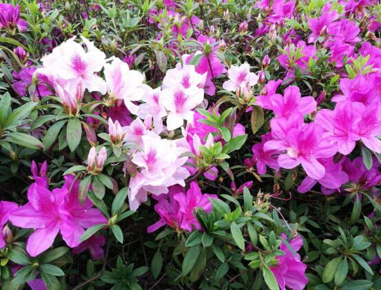 杜鵑花有毒嗎，杜鵑花適合放在臥室嗎