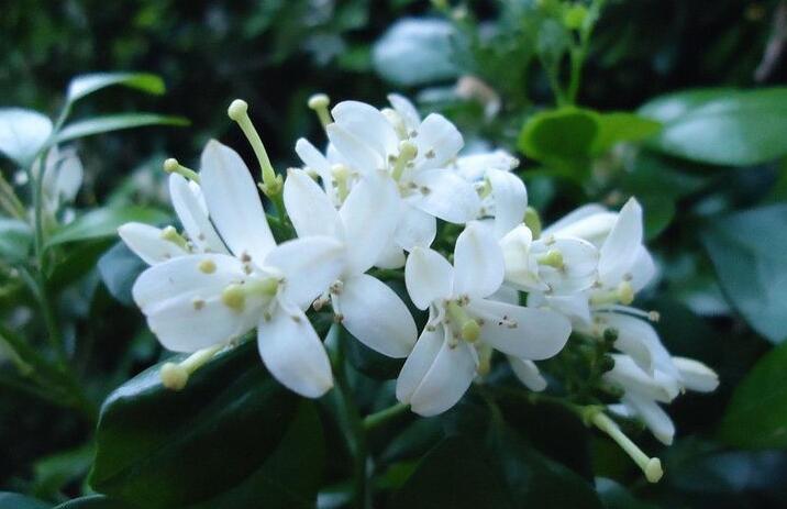 九里香幾月份開花，生長環(huán)境不同花期也不一樣