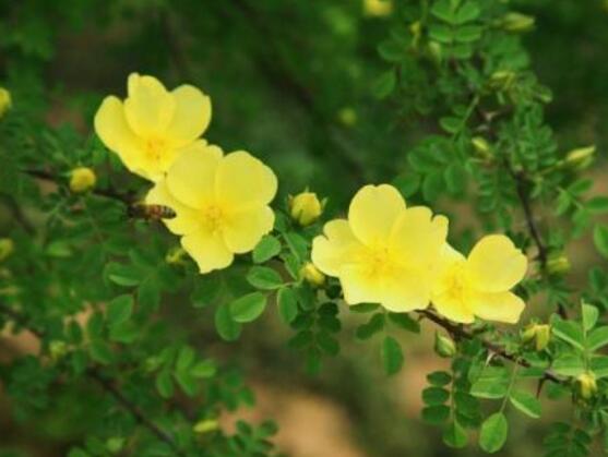 薔薇花的養(yǎng)殖方法，掌握八大方法就可養(yǎng)好