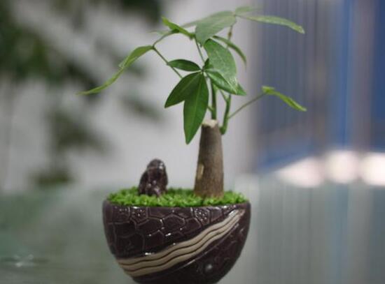 家里養(yǎng)發(fā)財(cái)樹好嗎，發(fā)財(cái)樹對(duì)人有什么好處/美化家居