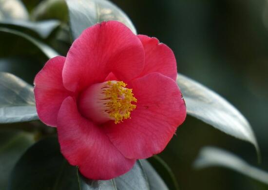 茶花有哪些品種，茶花品種圖片大全