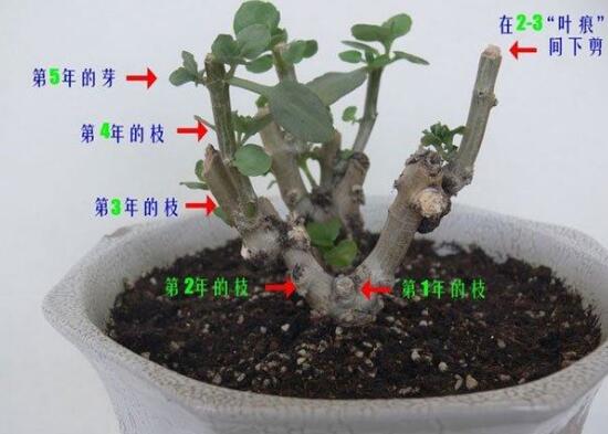 長(zhǎng)壽花怎么打頂和摘心，長(zhǎng)壽花修剪打頂與摘心圖解