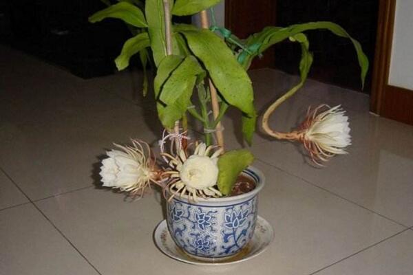 曇花幾年開花，養(yǎng)殖三年左右才能開花