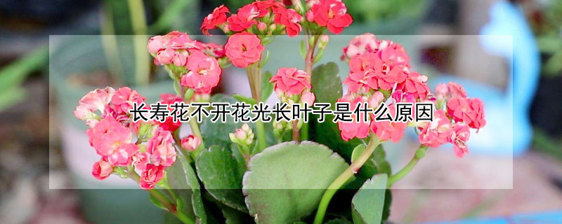 長(zhǎng)壽花不開花光長(zhǎng)葉子是什么原因