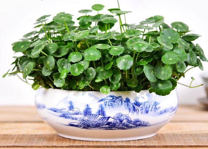 銅錢(qián)草怎么剪枝水培，剪成一根勤換水