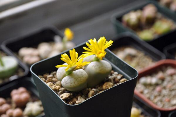 生石花什么時(shí)候開(kāi)花，夏秋兩季開(kāi)花（花期比較短暫）