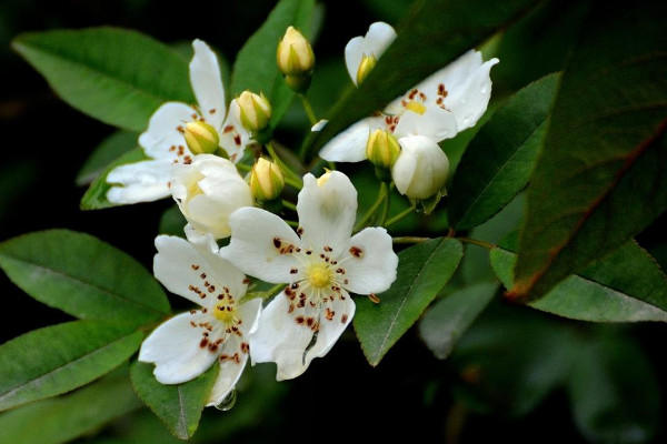七里香什么時(shí)候開花