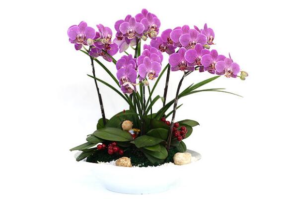 盆栽蝴蝶蘭怎么養(yǎng)，簡(jiǎn)單五步教你養(yǎng)活