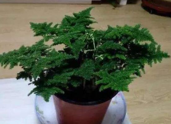 家里養(yǎng)文竹有什么好處，凈化空氣、陶冶情操、點綴家居