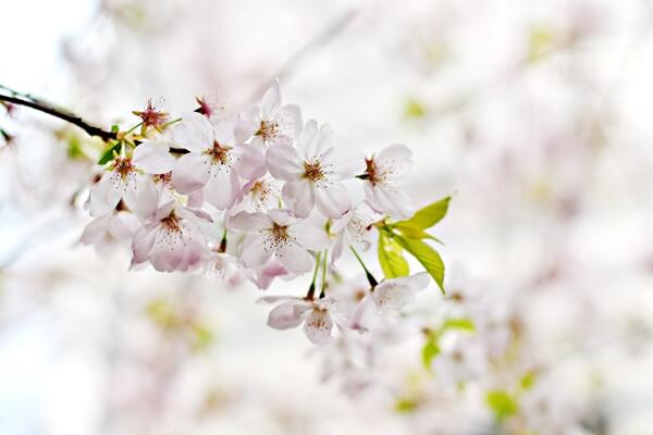 櫻花開花后怎么養(yǎng)護(hù)，及時修剪并補(bǔ)充養(yǎng)分