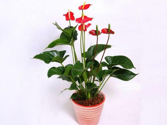 紅掌有哪些品種，紅掌品種圖片大全