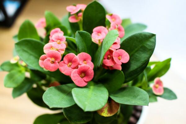 虎刺梅和金剛纂的區(qū)別，通過枝干、葉片、花朵進行區(qū)分