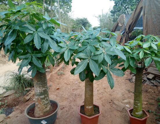 發(fā)財樹開花圖片，寓意招財進寶、財源滾滾
