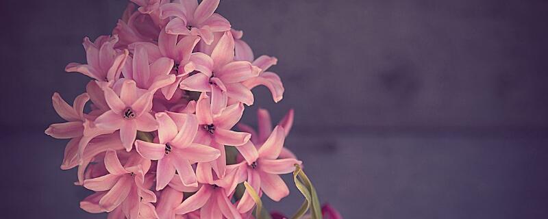 粉色風(fēng)信子花語