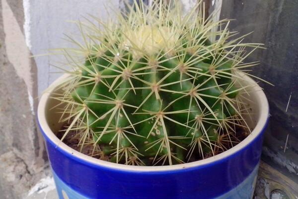 仙人球澆水方法，不同的季節(jié)植株對(duì)水分的需求不同