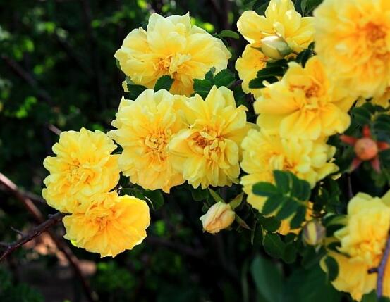 薔薇花的養(yǎng)殖方法，掌握八大方法就可養(yǎng)好