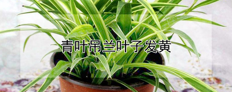 青葉吊蘭葉子發(fā)黃