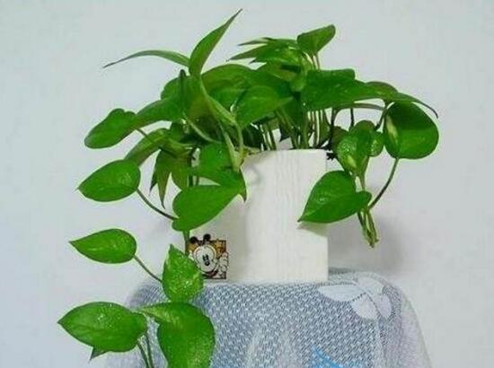 綠蘿吊蘭怎么養(yǎng)，綠蘿吊蘭的養(yǎng)殖方法