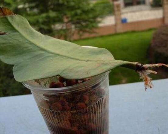 曇花的繁殖方法，盤點最常見的三種繁殖方法(扦插/播種/嫁接)
